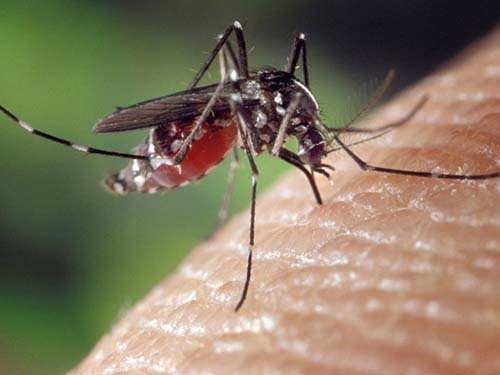 upclose photo of a mosquito drawing blood from human skin