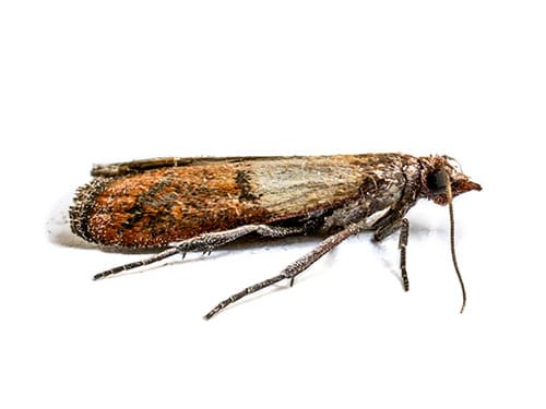 photo of an individual pantry fly