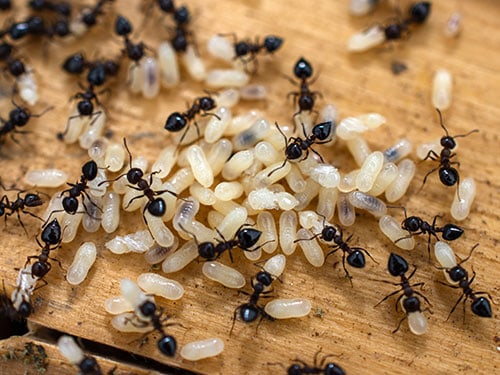 up close photo of black ant workers tending to and transporting eggs
