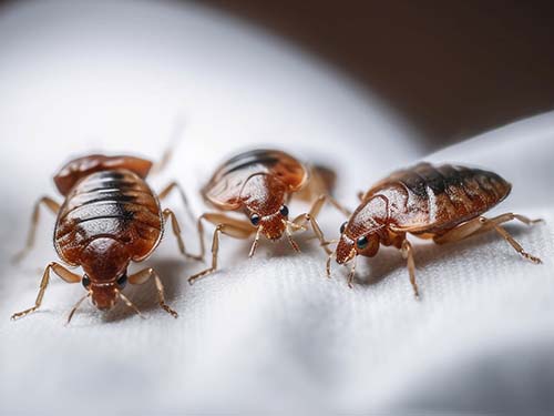 a group of 4 bed bugs gathered together on a linen sheet