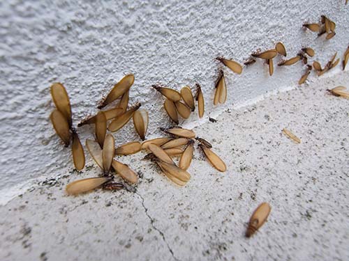 large group of winged termites crawling on concrete and on wall outside