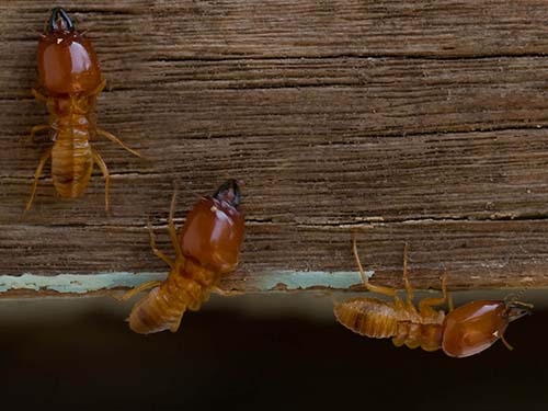 three large head termites gathered on a wooden beam