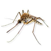 photo of a mosquitoe