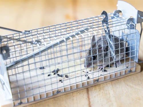 A mouse trapped in a metal rodent trap