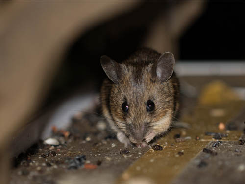 a mouse hiding in a small spaCE