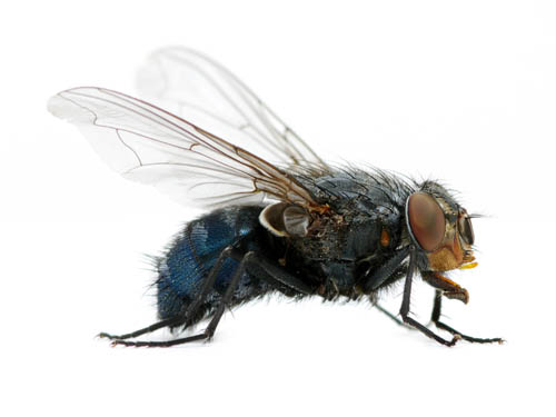 Common house fly