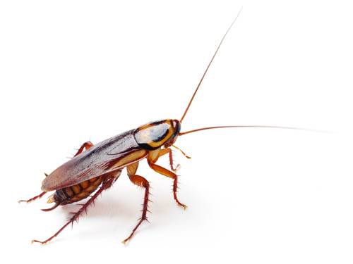 Photo of cockroach on white background