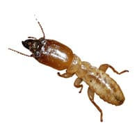 an individual termite worker