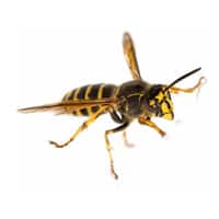 solo image of a yellowjacket wasp
