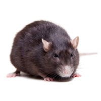 an individual photo of a rat