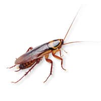 Photo of a cockroach