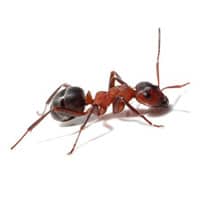 individual image of a florida carpenter ant