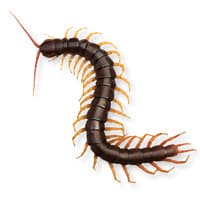 Photo of a centipede