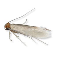 photo of a cloth moth