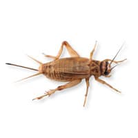 Photo of a house cricket