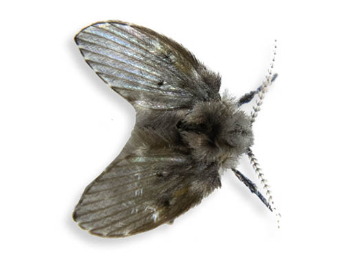 photo of a drain fly