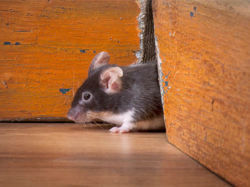 mouse coming out of a chewed hole in a wall