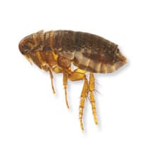 Photo of a flea