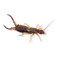 Photo of an earwig