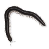 Photo of a millipede