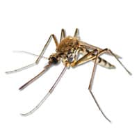 Photo of a mosquitoe