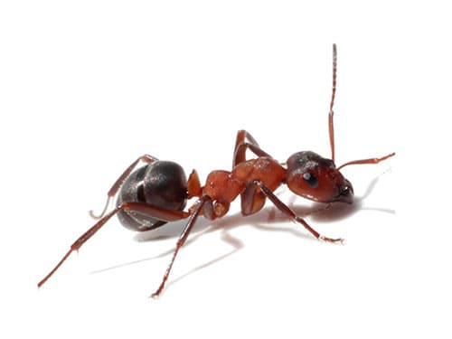 ant on white background