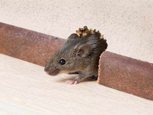 a mouse peeking out of a chewed hole in the wall