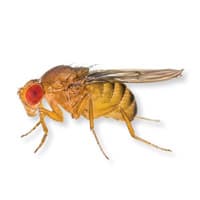 Photo of a fruit fly