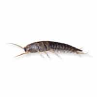 Photo of a silverfish