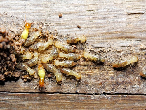 three large head termites gathered on a wooden beam