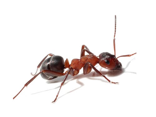 individual image of a florida carpenter ant