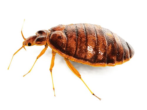 individual image of a bed bug with white background and shadow effect underneath abdomen