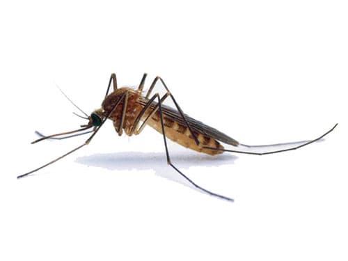an individual image of a mosquito