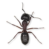 photo of an ant