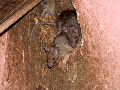 Three mice coming out a hole in drywall