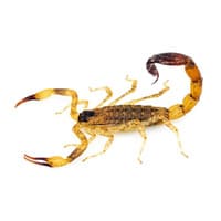 an individual photo of a scorpion