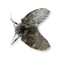 Photo of a drain fly