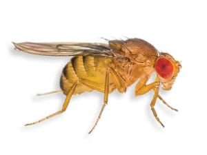 photo of a fruit fly